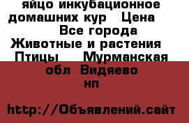 яйцо инкубационное домашних кур › Цена ­ 25 - Все города Животные и растения » Птицы   . Мурманская обл.,Видяево нп